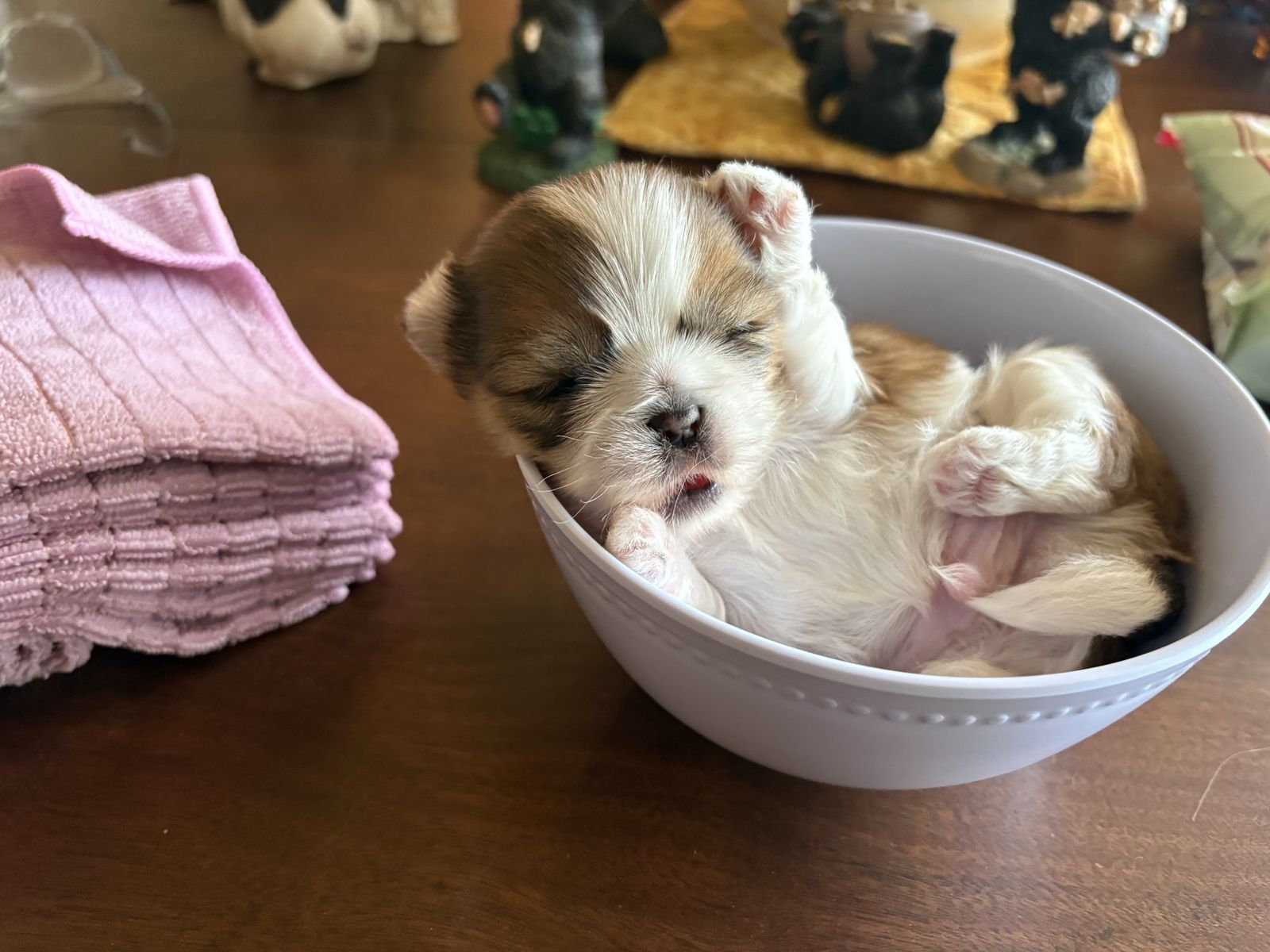 Back to School Discount Purebred Shih Tzu Puppies Hypoallergenic 