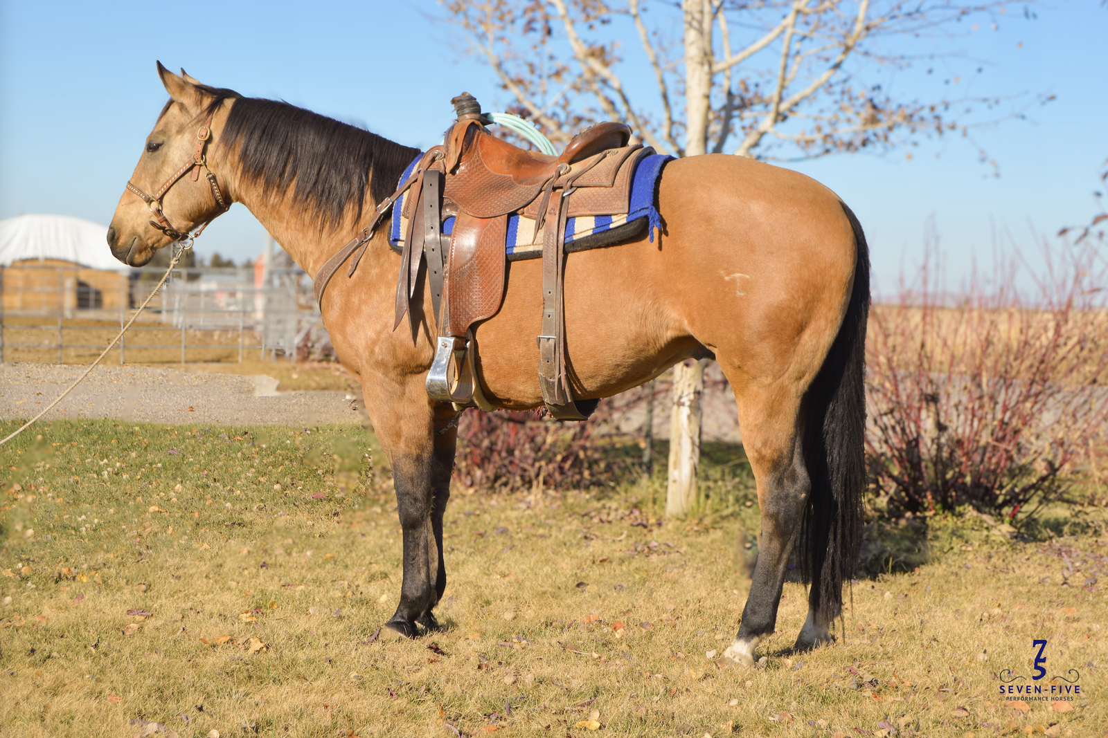 10 yr old Registered Gelding - "Emerson" - Seven Five Horses
