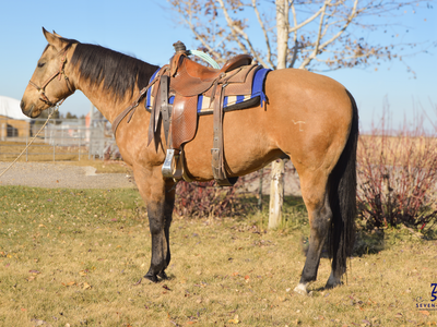 10 yr old Registered Gelding - "Emerson" - Seven Five Horses