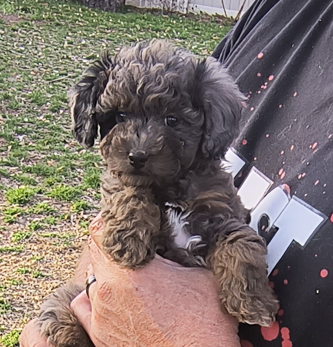 Tiny Multigeneration Cavapoo puppy (Cavalier Poodle)