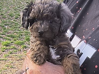 Tiny Multigeneration Cavapoo puppy (Cavalier Poodle)