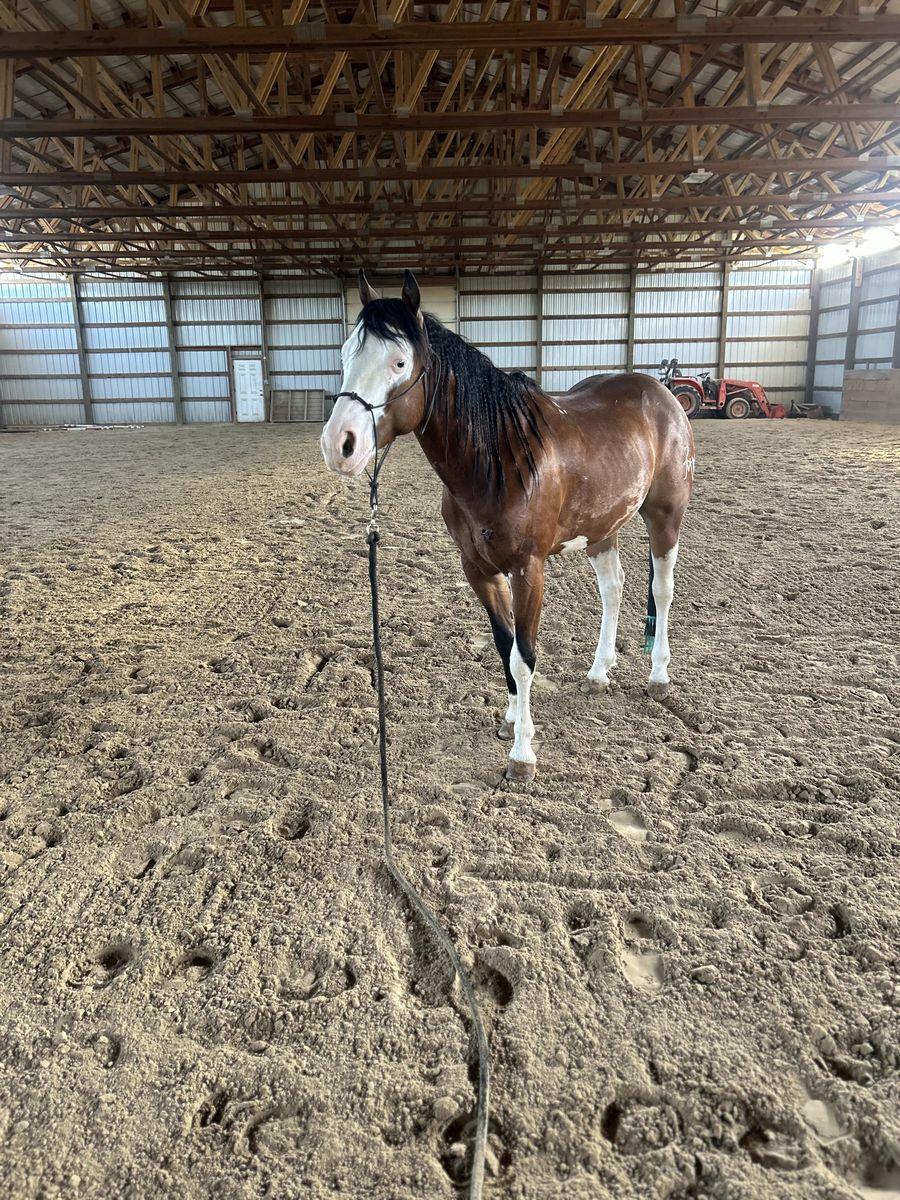 2020 AQHA gelding