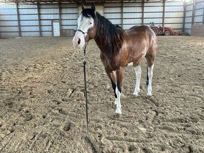 2020 AQHA gelding