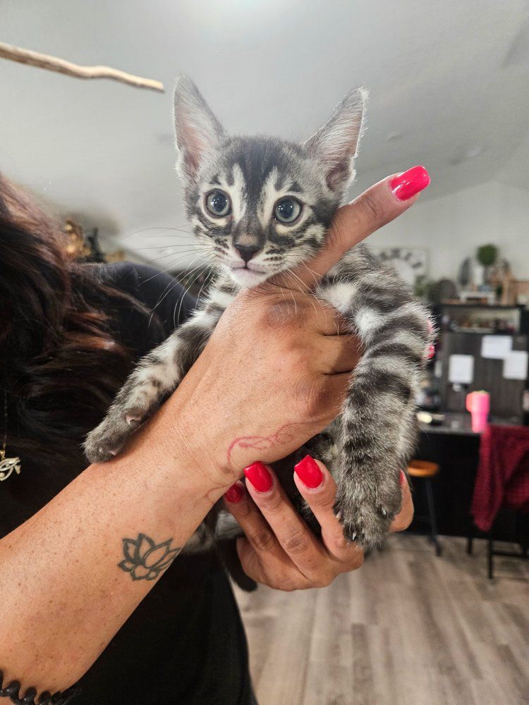 RARE: Charcoal Bengal Kittens 1-Year Health Guarantee | HCM Tested | TICA Registered | Champion Bloodlines