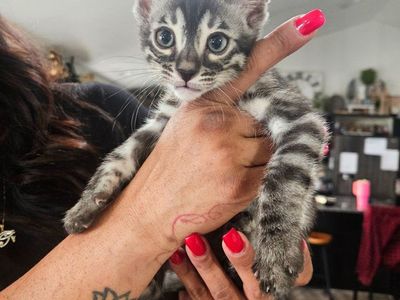 RARE: Charcoal Bengal Kittens 1-Year Health Guarantee | HCM Tested | TICA Registered | Champion Bloodlines