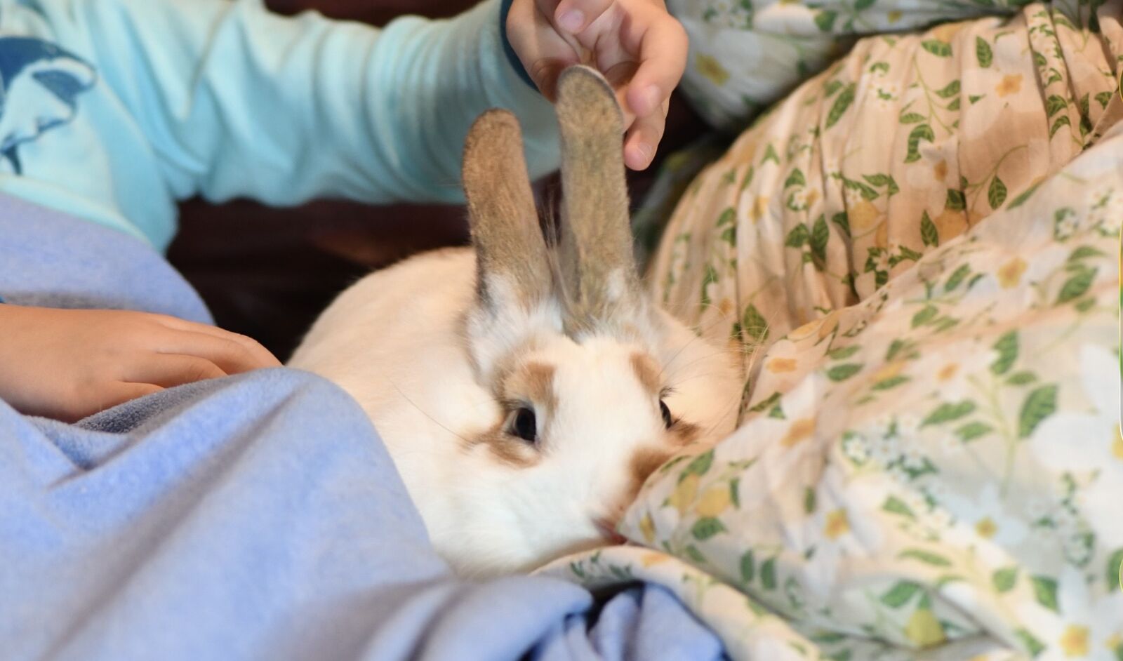 Free rabbit to a good home