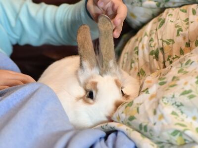 Free rabbit to a good home