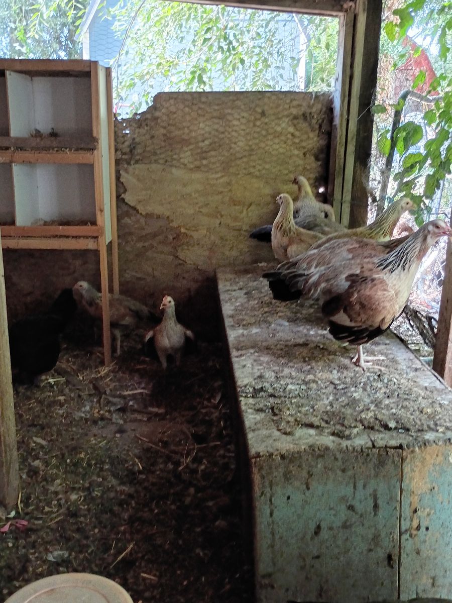 Gamefowl