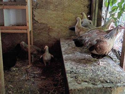Gamefowl