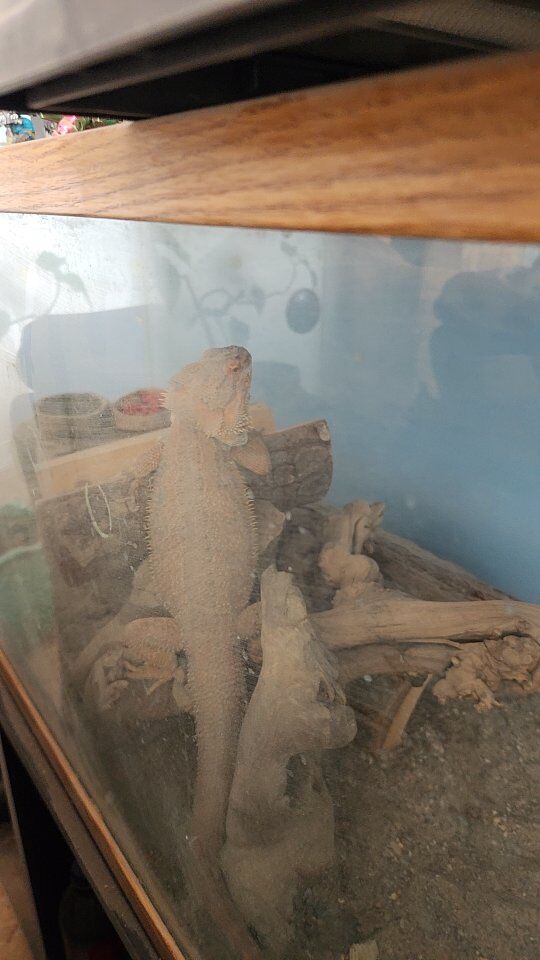 male red bearded dragon