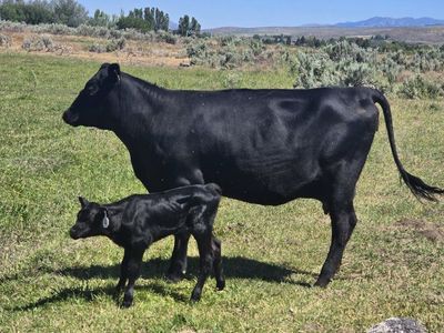 Black Angus Cow and Calf Pair