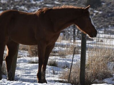 7 Year Old Grade Gelding