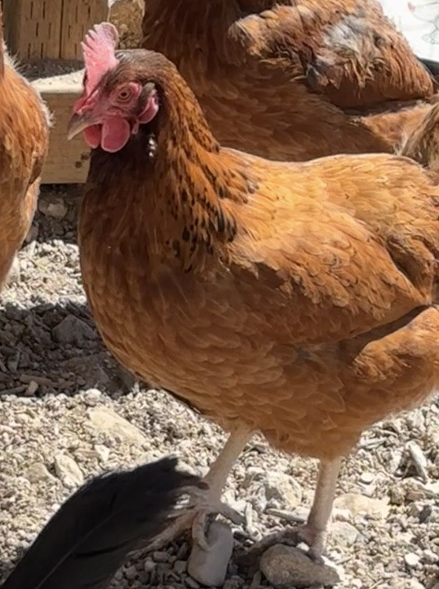 2 laying hens