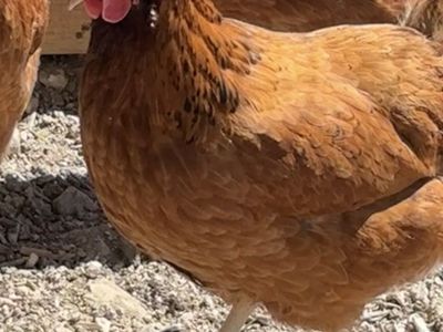 2 laying hens