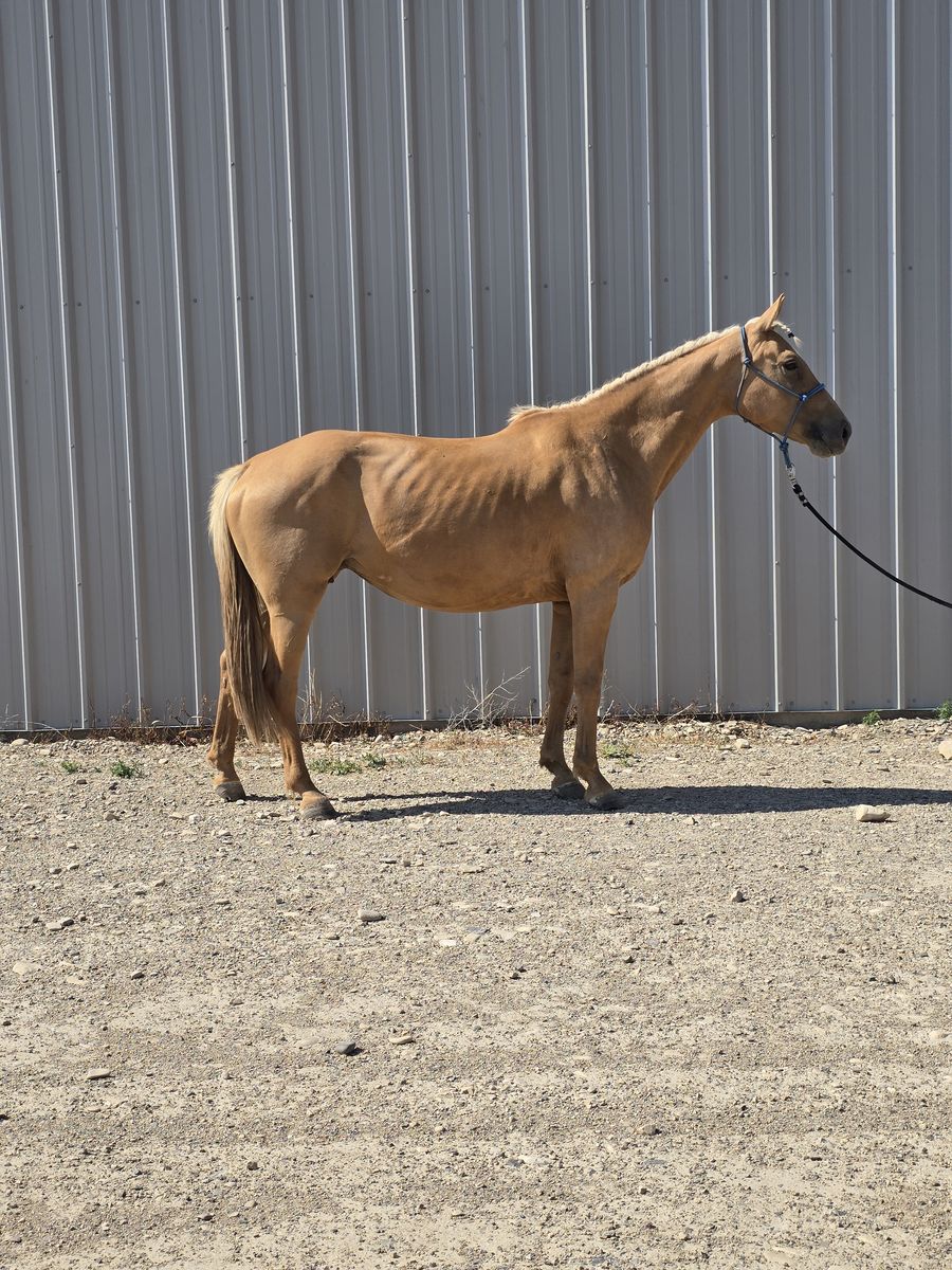 Registered Oldenburg Warmblood Mare