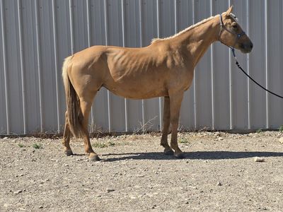 Registered Oldenburg Warmblood Mare