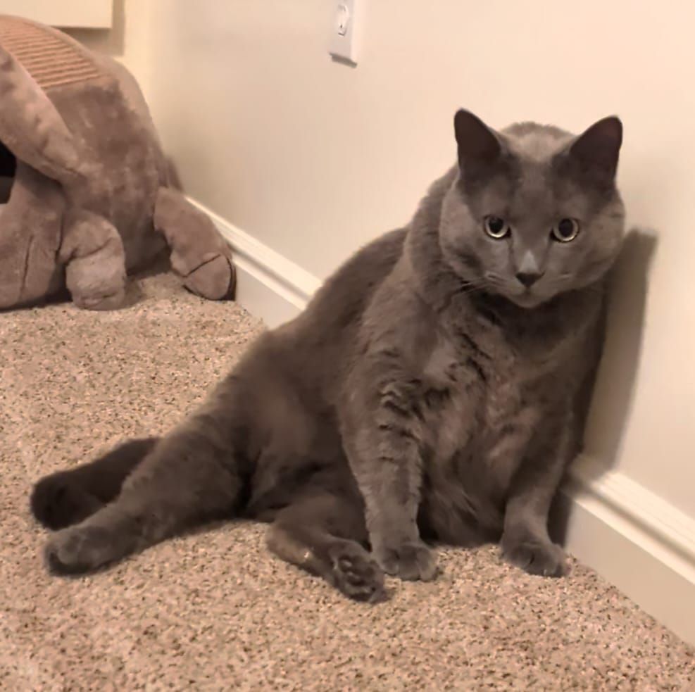 Missing grey cat