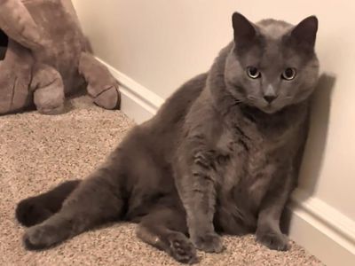 Missing grey cat