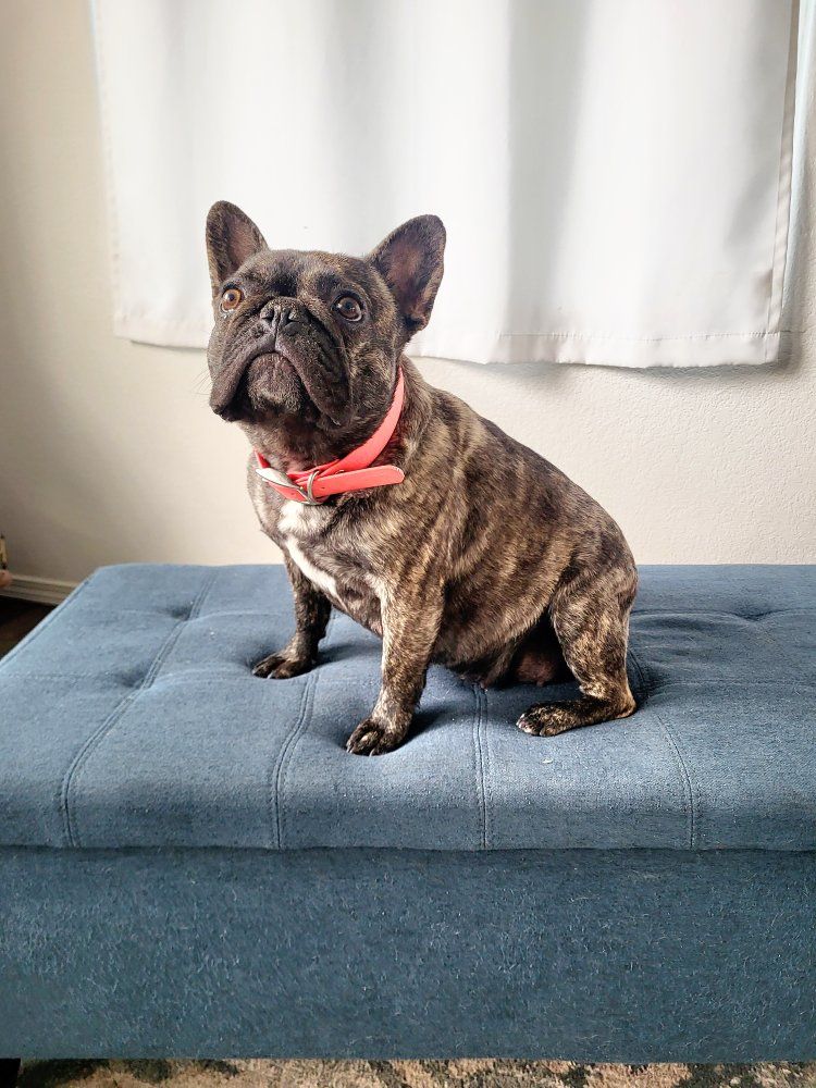 French Bulldog Female