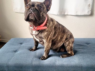 French Bulldog Female