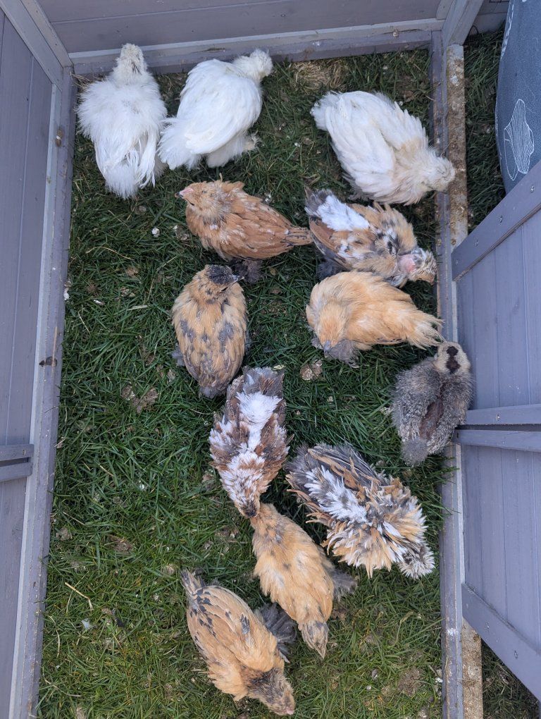 3 day-1 week old bearded silkie chick hen chicken