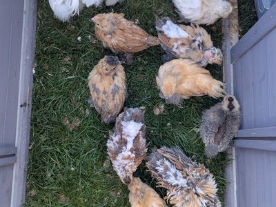 3 day-1 week old bearded silkie chick hen chicken