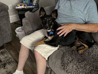 puppy