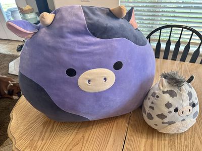 24 inch Ingrid Purple Cow and Grady the Grey Cow Squishmallows