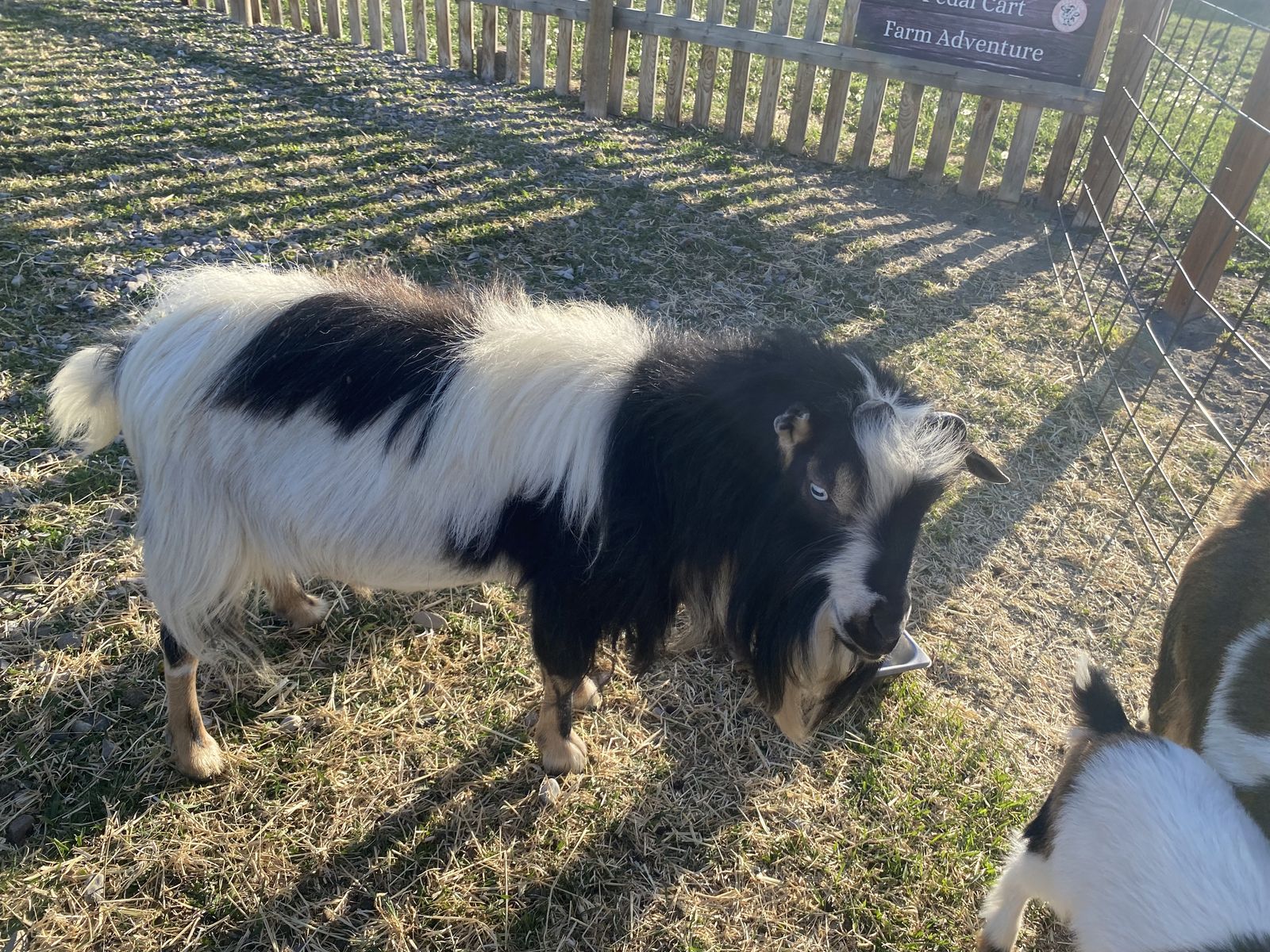 Beautiful Nigerian Dwarf Billy with Blue Eyes!