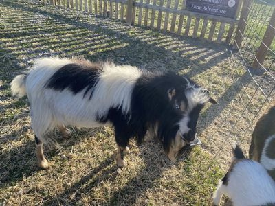 Beautiful Nigerian Dwarf Billy with Blue Eyes!