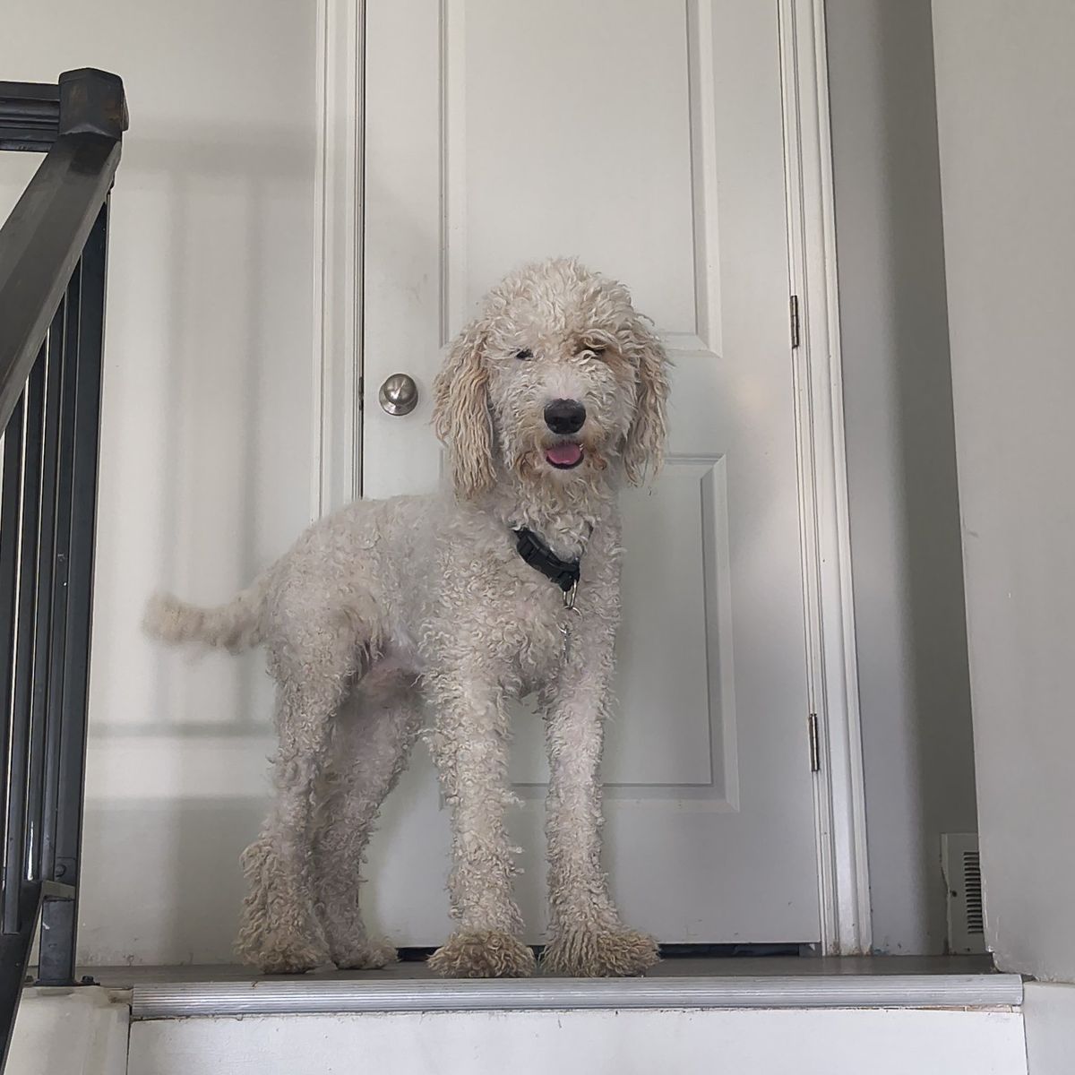 standard poodle