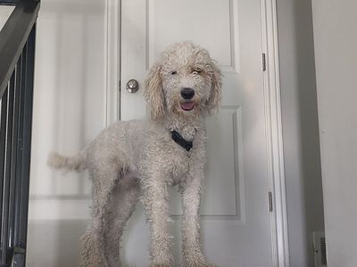 standard poodle