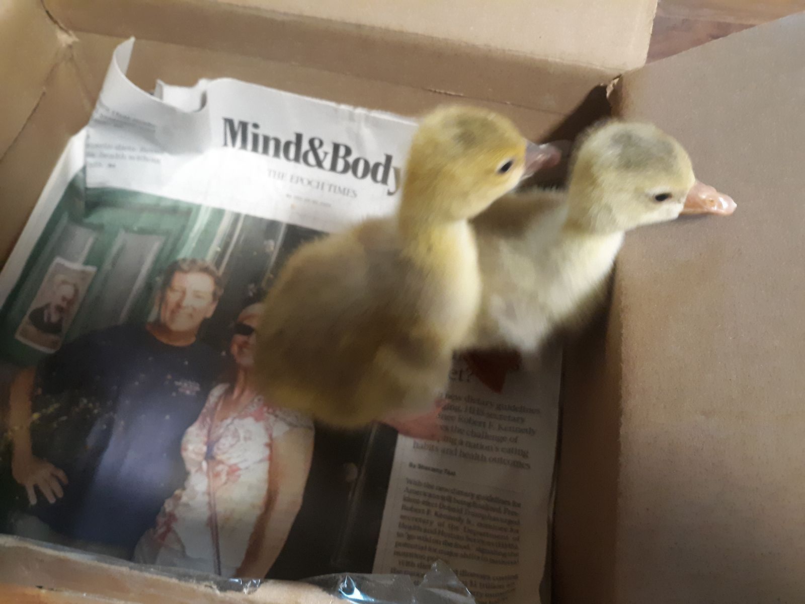 baby goslings $26 each