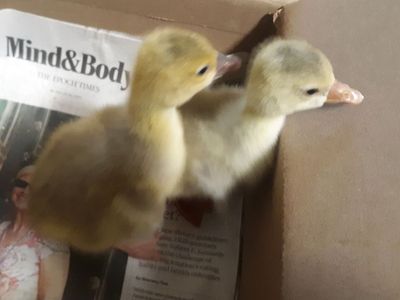 baby goslings $26 each