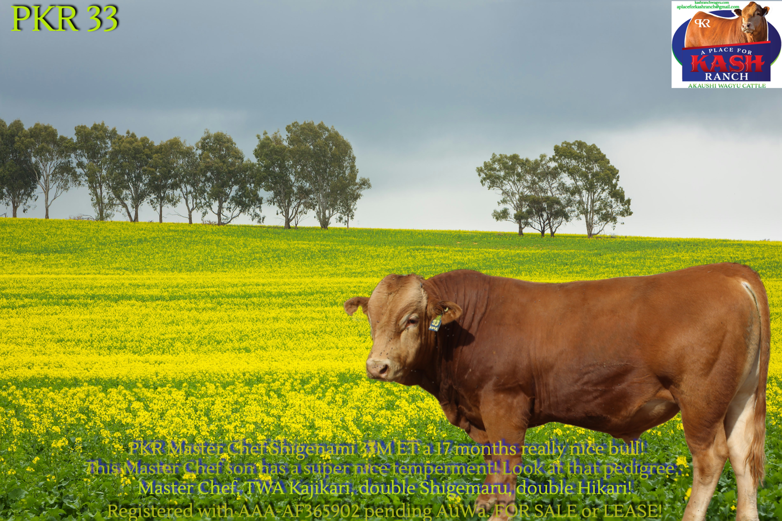 24 Month old Fullblood Akaushi Bull For Sale