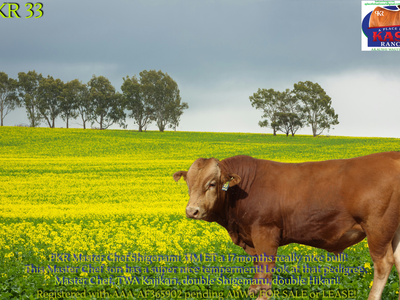 24 Month old Fullblood Akaushi Bull For Sale