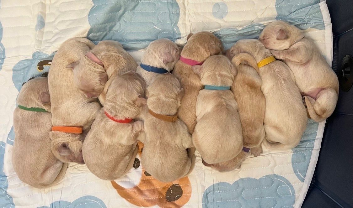 Adorable AKC Golden Retriever Puppies - Ready for Their Forever Homes!