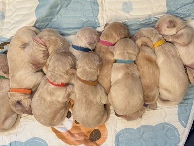 Adorable AKC Golden Retriever Puppies - Ready for Their Forever Homes!