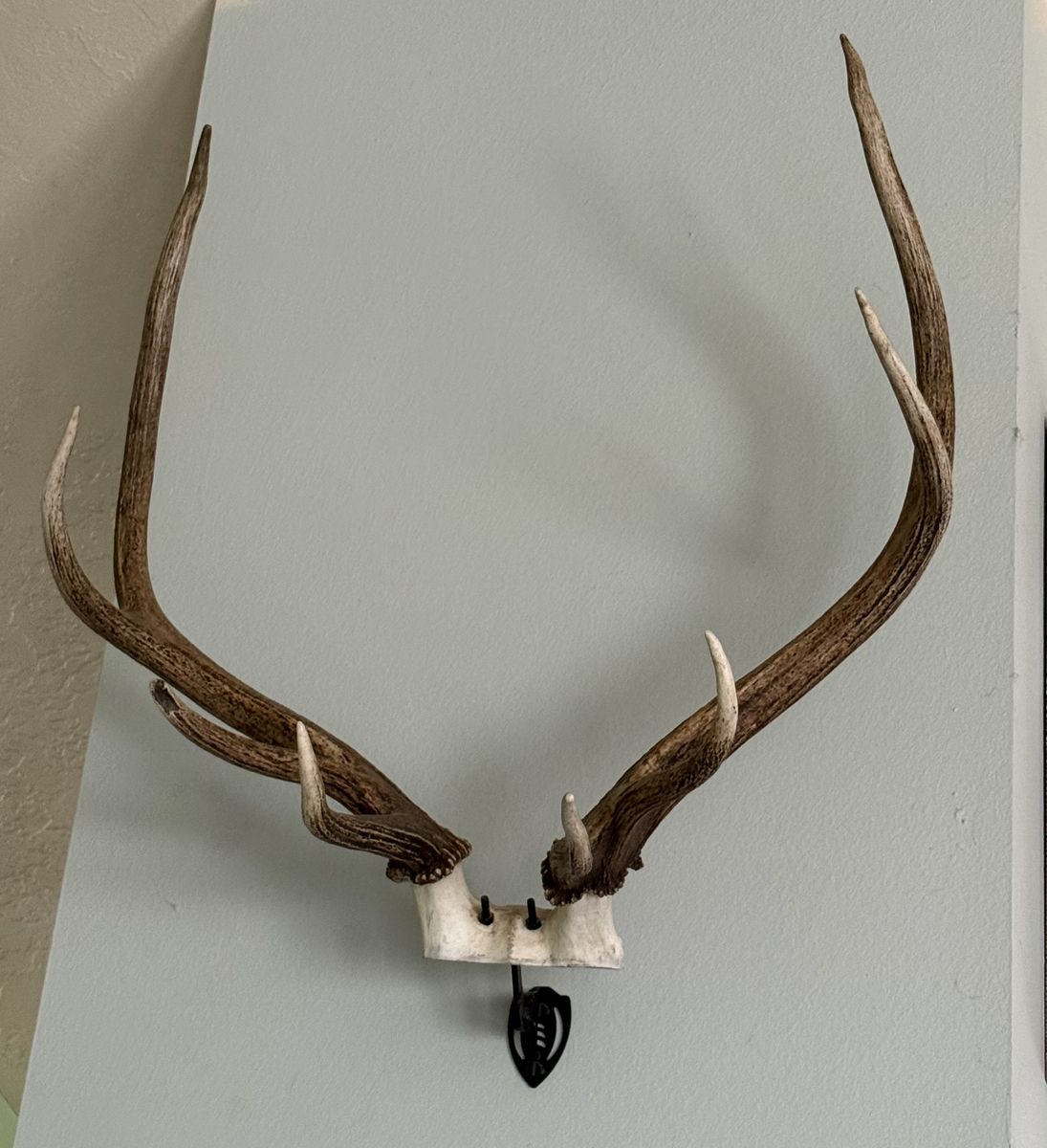 Elk Mount
