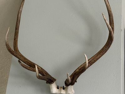 Elk Mount