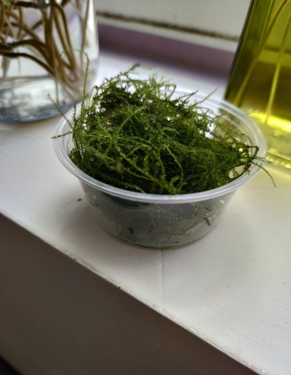 Java Moss aquarium plant