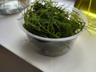 Java Moss aquarium plant