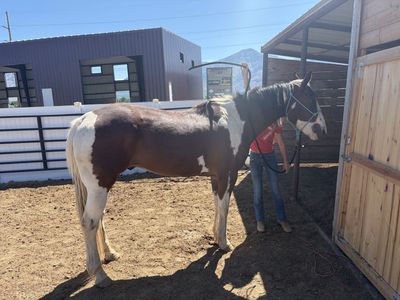 12yr Old Paint Gelding