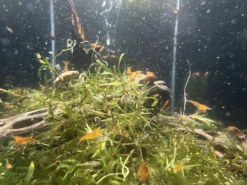 Orange Neocardina Cherry Shrimp