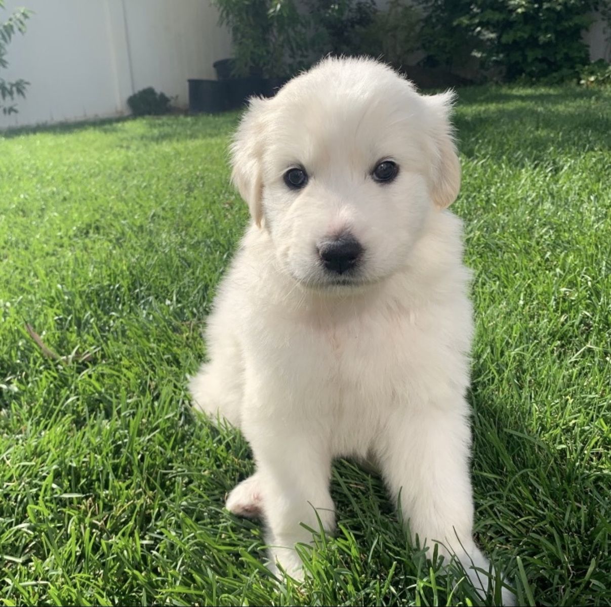 Great Pyrenees puppy