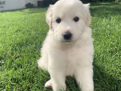 Great Pyrenees puppy