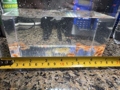 Super red plecos