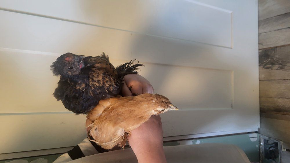 bantam silkie mix chicks