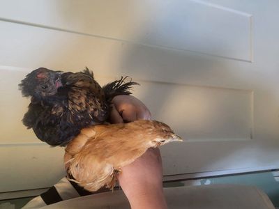 bantam silkie mix chicks