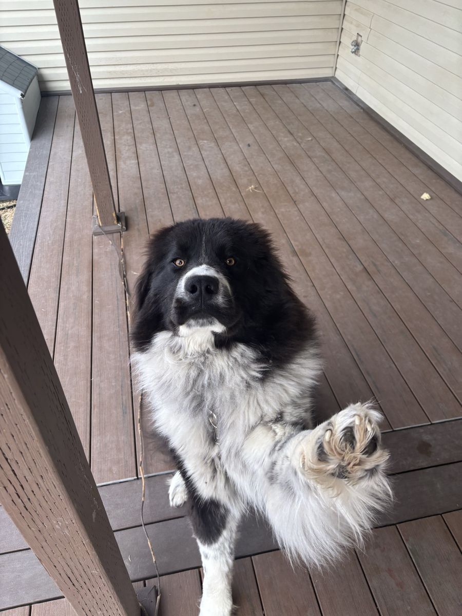 Great Pyrenees Mix